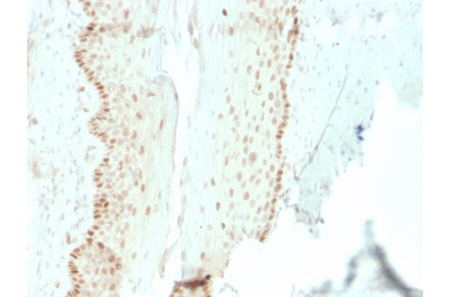 Immunohistochemistry - Anti-SOX2 Antibody [rSOX2/1792] (A250004) - Antibodies.com