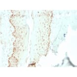 Immunohistochemistry - Anti-SOX2 Antibody [rSOX2/1792] (A250004) - Antibodies.com