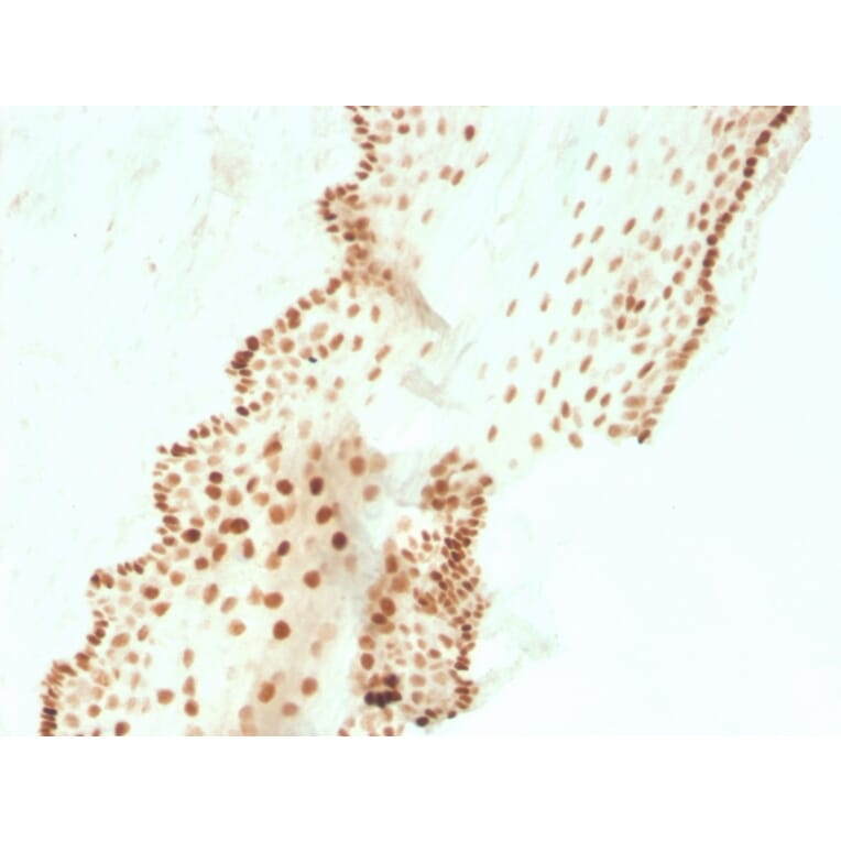 Immunohistochemistry - Anti-SOX2 Antibody [SOX2/3811R] (A250006) - Antibodies.com
