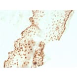 Immunohistochemistry - Anti-SOX2 Antibody [SOX2/3811R] (A250006) - Antibodies.com