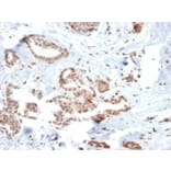 Immunohistochemistry - Anti-SOX4 Antibody [SOX4/2540] (A250008) - Antibodies.com