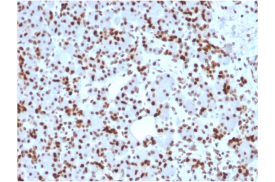Immunohistochemistry - Anti-SOX9 Antibody [SOX9/2398] (A250009) - Antibodies.com