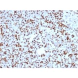 Immunohistochemistry - Anti-SOX9 Antibody [SOX9/2398] (A250009) - Antibodies.com