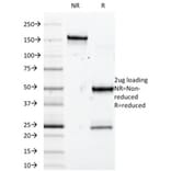 SDS-PAGE - Anti-SOX10 Antibody [SOX10/992] (A250014) - Antibodies.com