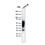 Western Blot - Anti-SOX10 Antibody [SOX10/992] (A250014) - Antibodies.com