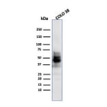 Western Blot - Anti-SOX10 Antibody [SPM607] (A250016) - Antibodies.com