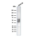 Western Blot - Anti-SOX10 Antibody [rSOX10/1074] (A250017) - Antibodies.com