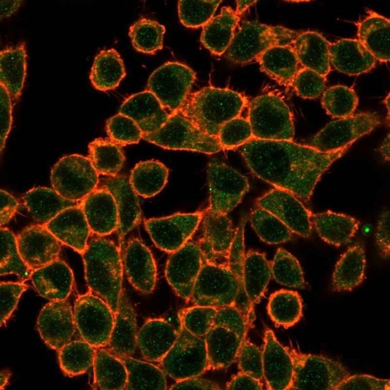 Immunofluorescence - Anti-SOX10 Antibody [PCRP-SOX10-1D8] (A250018) - Antibodies.com