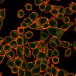 Immunofluorescence - Anti-SOX10 Antibody [PCRP-SOX10-1D8] (A250018) - Antibodies.com