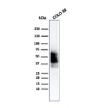 Western Blot - Anti-SOX10 Antibody [SOX10/2311R] (A250019) - Antibodies.com