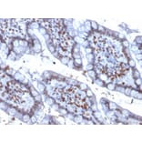 Immunohistochemistry - Anti-PU.1 Antibody [PU1/2146] (A250023) - Antibodies.com