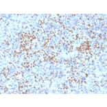 Immunohistochemistry - Anti-PU.1 Antibody [PU1/2146] (A250023) - Antibodies.com