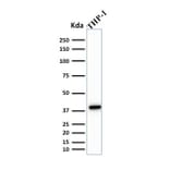 Western Blot - Anti-PU.1 Antibody [PU1/2146] (A250023) - Antibodies.com