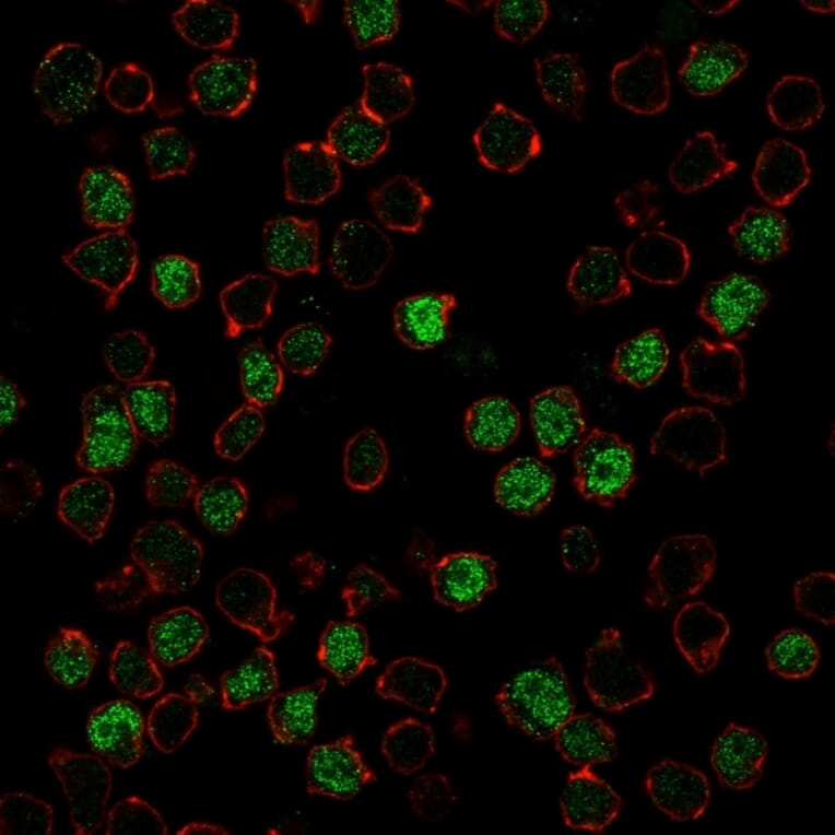 Immunofluorescence - Anti-PU.1 Antibody [PU1/2146] (A250023) - Antibodies.com