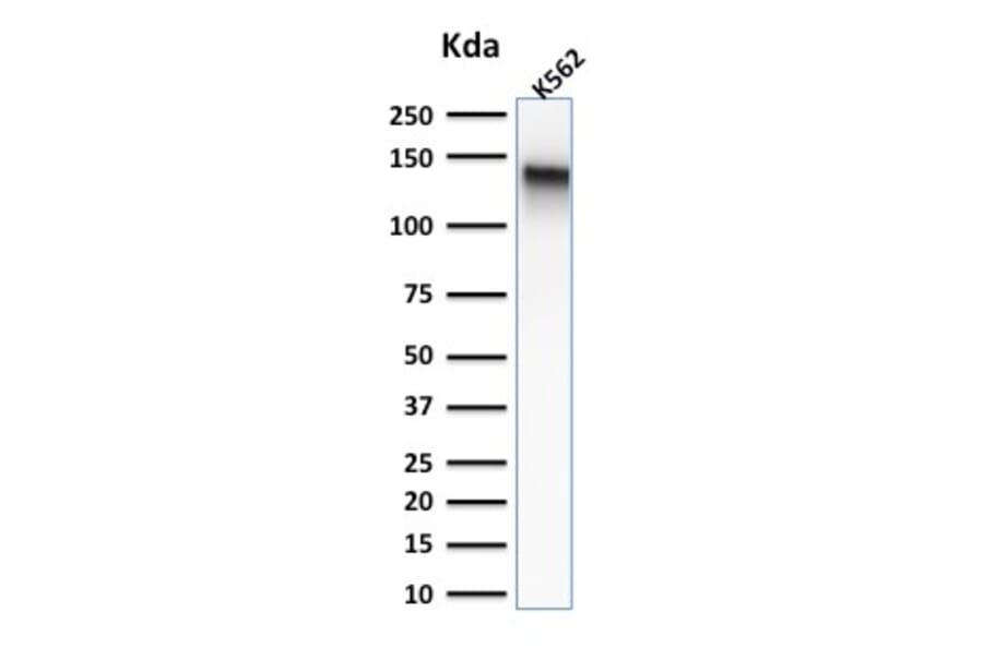 Western Blot - Anti-CD43 Antibody [rSPN/839] (A250024) - Antibodies.com