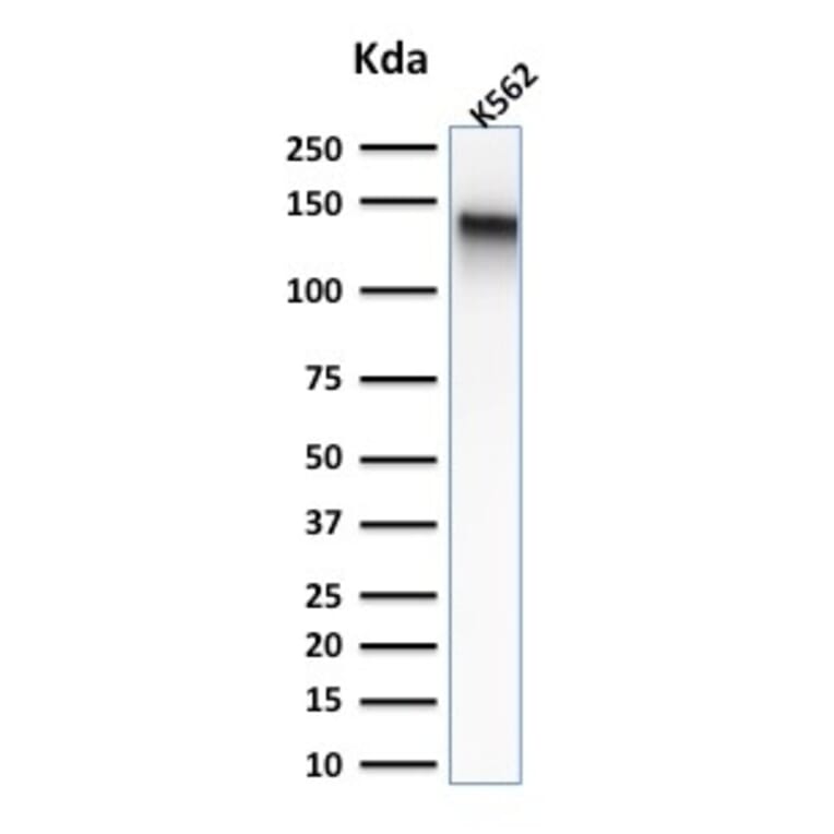 Western Blot - Anti-CD43 Antibody [rSPN/839] (A250024) - Antibodies.com