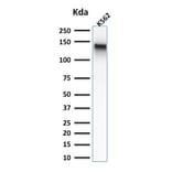 Western Blot - Anti-CD43 Antibody [rSPN/839] (A250024) - Antibodies.com