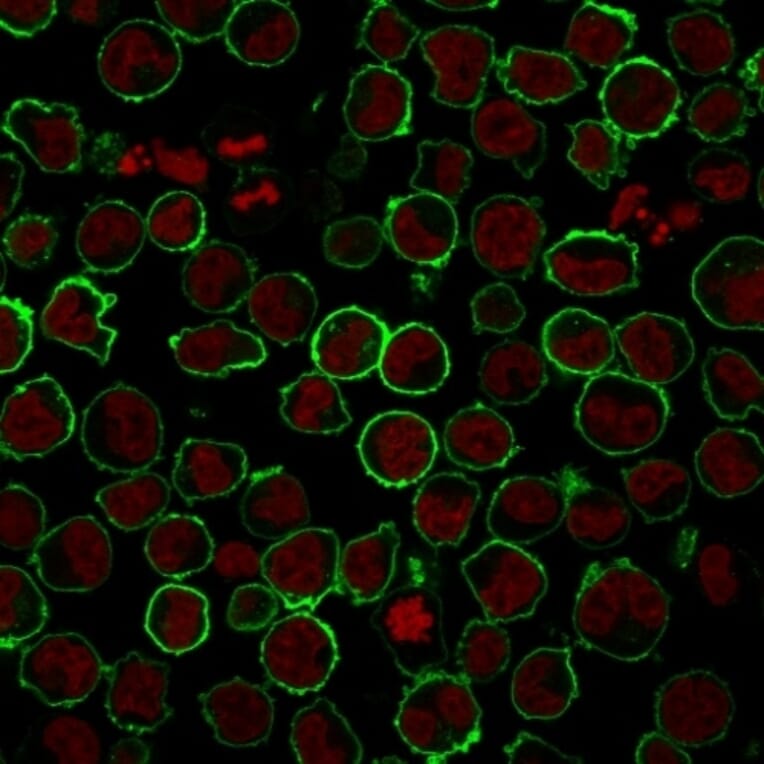 Immunofluorescence - Anti-CD43 Antibody [rSPN/839] (A250024) - Antibodies.com