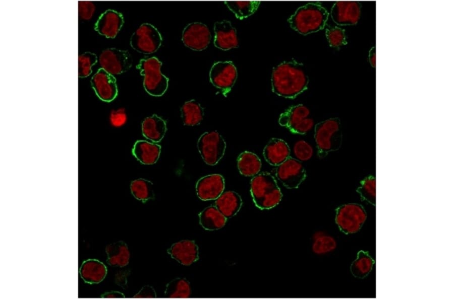 Immunofluorescence - Anti-CD43 Antibody [DF-T1] (A250026) - Antibodies.com