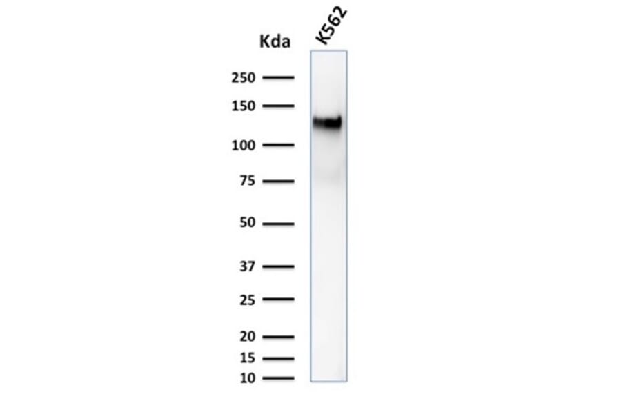 Western Blot - Anti-CD43 Antibody [DF-T1] (A250026) - Antibodies.com