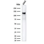 Western Blot - Anti-CD43 Antibody [DF-T1] (A250026) - Antibodies.com