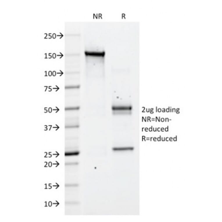 SDS-PAGE - Anti-CD43 Antibody [DF-T1] (A250026) - Antibodies.com