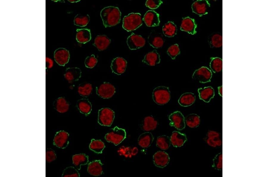 Immunofluorescence - Anti-CD43 Antibody [SPM503] (A250027) - Antibodies.com
