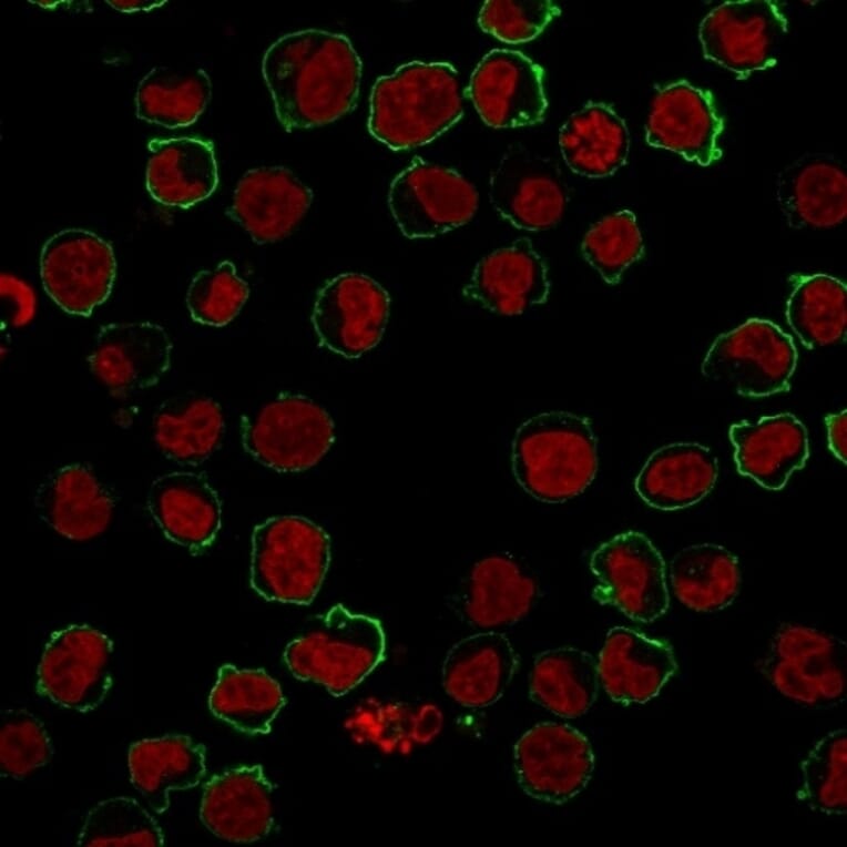 Immunofluorescence - Anti-CD43 Antibody [SPM503] (A250027) - Antibodies.com