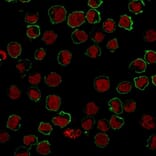 Immunofluorescence - Anti-CD43 Antibody [SPM503] (A250027) - Antibodies.com