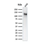 Western Blot - Anti-CD43 Antibody [SPM503] (A250027) - Antibodies.com