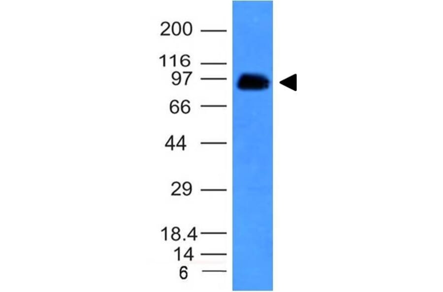 Western Blot - Anti-CD43 Antibody [SPN/839] (A250028) - Antibodies.com