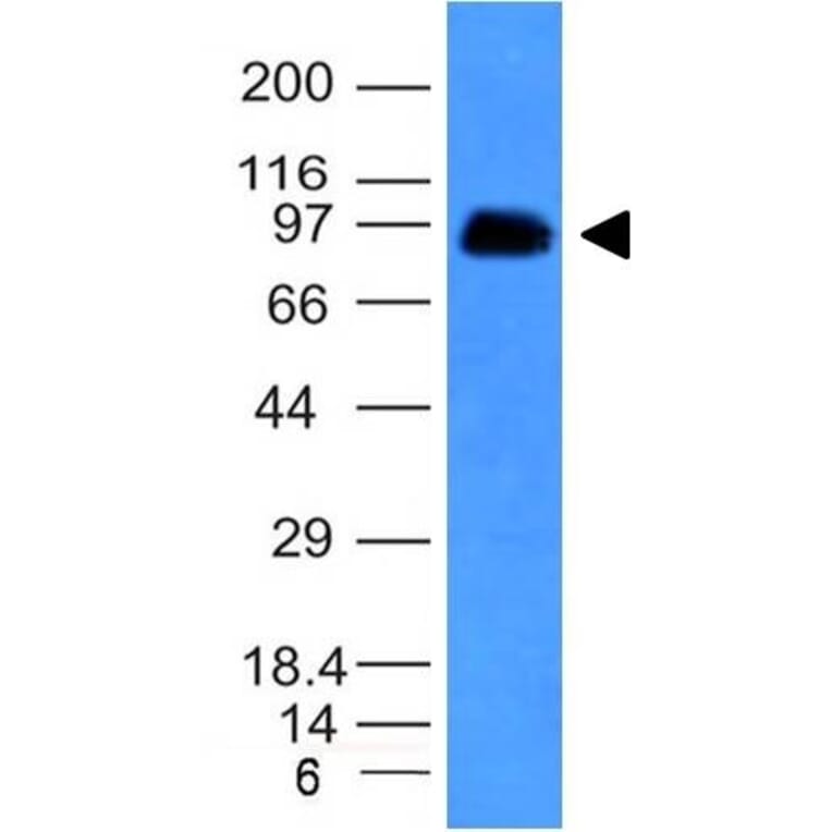 Western Blot - Anti-CD43 Antibody [SPN/839] (A250028) - Antibodies.com