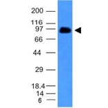 Western Blot - Anti-CD43 Antibody [SPN/839] (A250028) - Antibodies.com