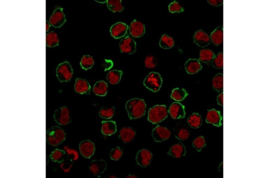 Immunofluorescence - Anti-CD43 Antibody [SPN/839] (A250028) - Antibodies.com