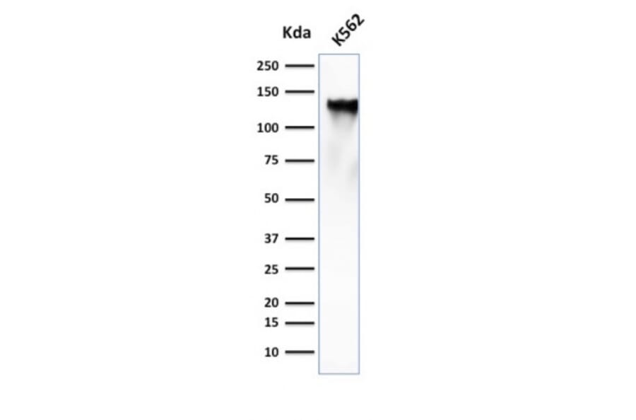 Western Blot - Anti-CD43 Antibody [SPN/839] (A250028) - Antibodies.com