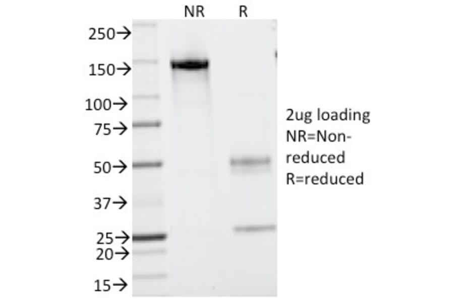 SDS-PAGE - Anti-CD43 Antibody [SPN/839] (A250028) - Antibodies.com