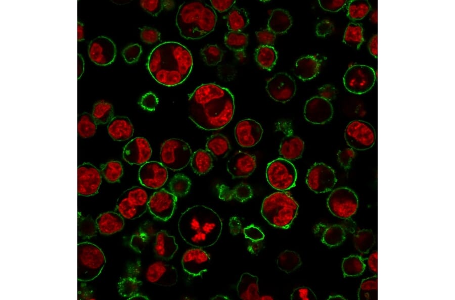 Immunofluorescence - Anti-CD43 Antibody [84-3C1] (A250029) - Antibodies.com