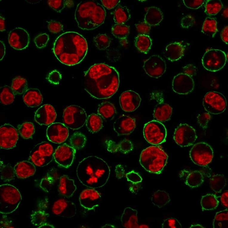 Immunofluorescence - Anti-CD43 Antibody [84-3C1] (A250029) - Antibodies.com