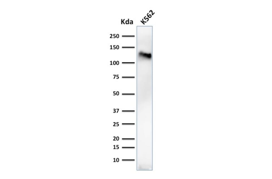 Western Blot - Anti-CD43 Antibody [84-3C1] (A250029) - Antibodies.com