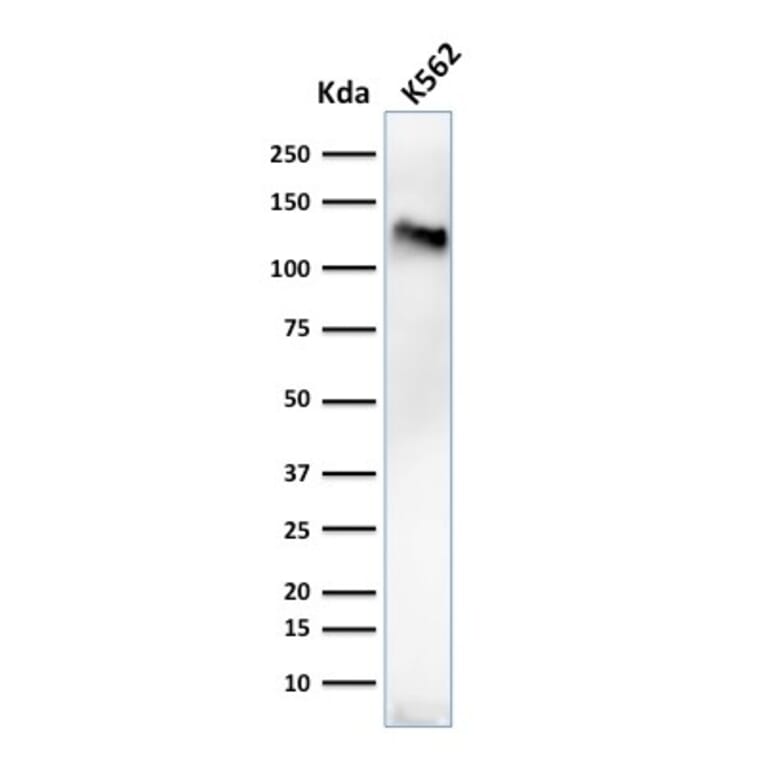 Western Blot - Anti-CD43 Antibody [84-3C1] (A250029) - Antibodies.com