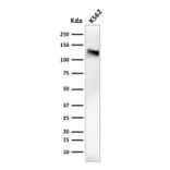 Western Blot - Anti-CD43 Antibody [84-3C1] (A250029) - Antibodies.com