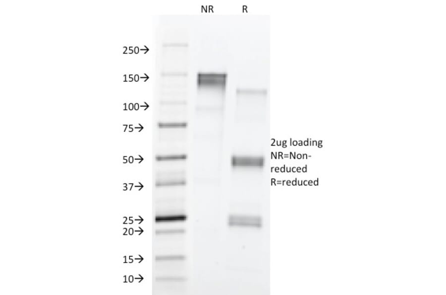 SDS-PAGE - Anti-CD43 Antibody [84-3C1] (A250029) - Antibodies.com