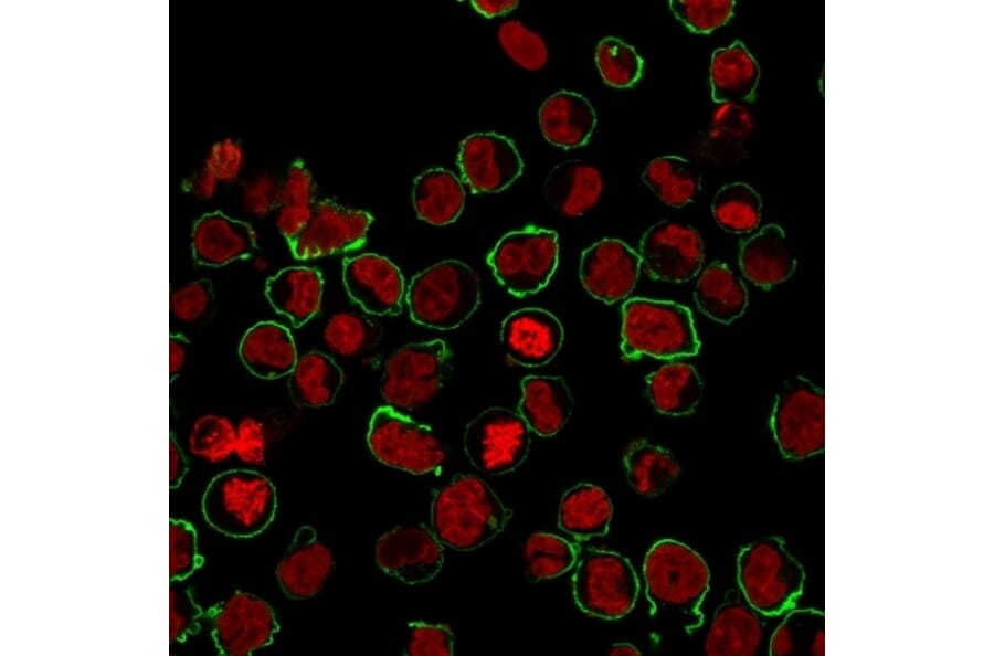 Immunofluorescence - Anti-CD43 Antibody [SPN/1094] (A250029) - Antibodies.com