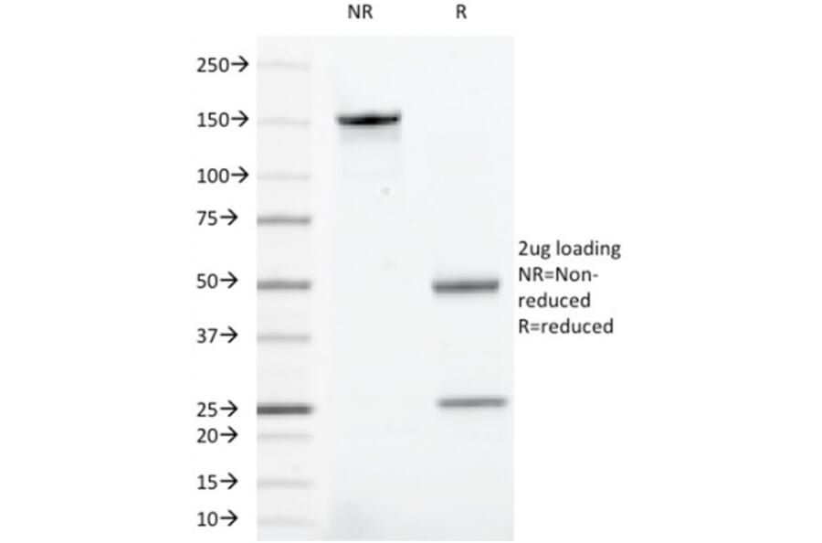 SDS-PAGE - Anti-CD43 Antibody [rSPN/1094] (A250031) - Antibodies.com