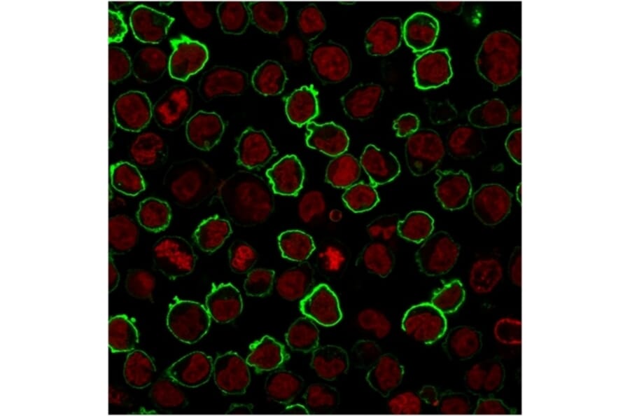 Immunofluorescence - Anti-CD43 Antibody [rSPN/1094] (A250031) - Antibodies.com