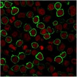 Immunofluorescence - Anti-CD43 Antibody [rSPN/1094] (A250031) - Antibodies.com