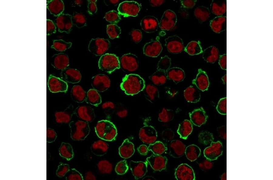 Immunofluorescence - Anti-CD43 Antibody [SPN/1766R] (A250032) - Antibodies.com
