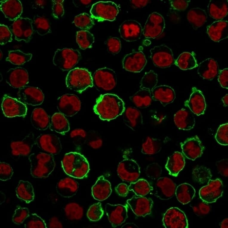 Immunofluorescence - Anti-CD43 Antibody [SPN/1766R] (A250032) - Antibodies.com