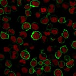 Immunofluorescence - Anti-CD43 Antibody [SPN/1766R] (A250032) - Antibodies.com