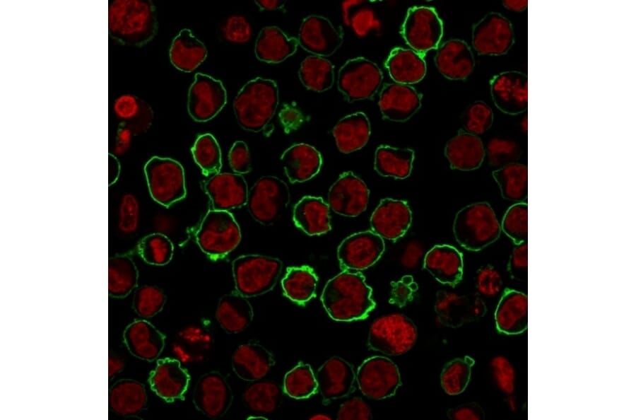 Immunofluorescence - Anti-CD43 Antibody [SPN/2049R] (A250033) - Antibodies.com